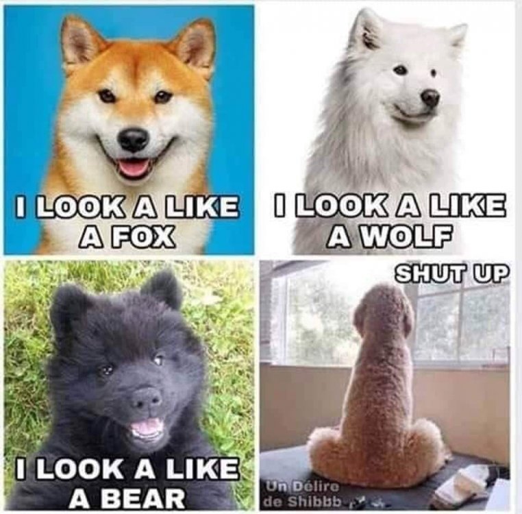 Dog Meme.jpg