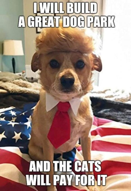 Trump Dog.jpg