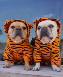 image.jpeg.ed7a6432ecc8f67c3d951d0590866deb.jpeg
